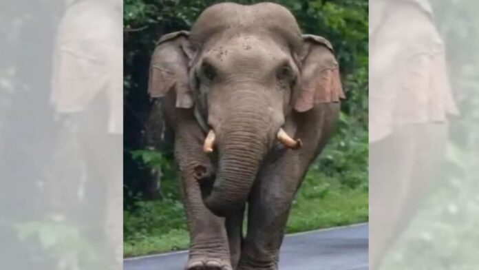 Koderma Elephant Terror Koderma Elephant Terror