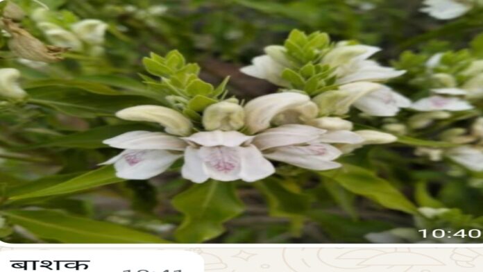 Concrete Jungle vs Nature