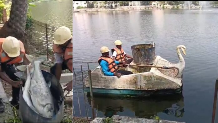 Jamshedpur Fish Dies