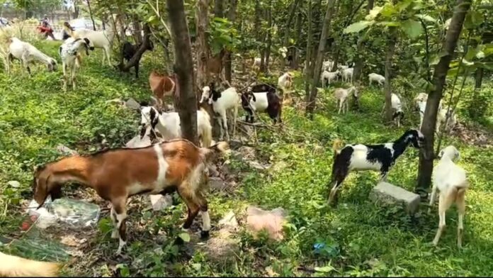 जमशेदपुर के बकरी बाजार में इलाहाबादी नस्ल के बकरे
