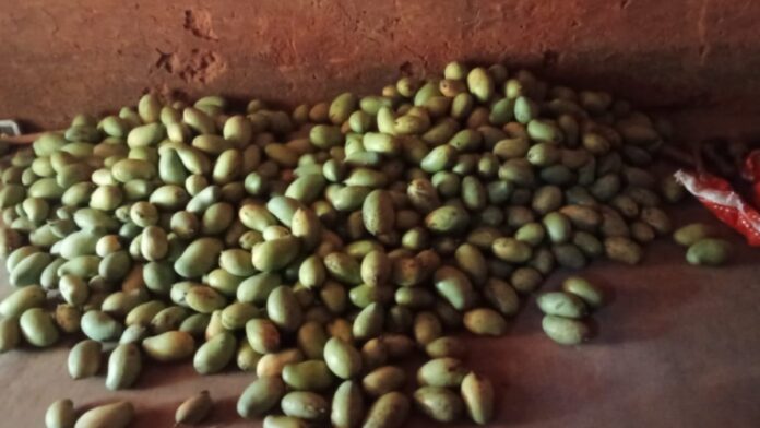 Storm Damages Mango Crops in East Singhbhum पूर्वी सिंहभूम में आंधी-तूफान के बाद जमीन पर गिरे आम