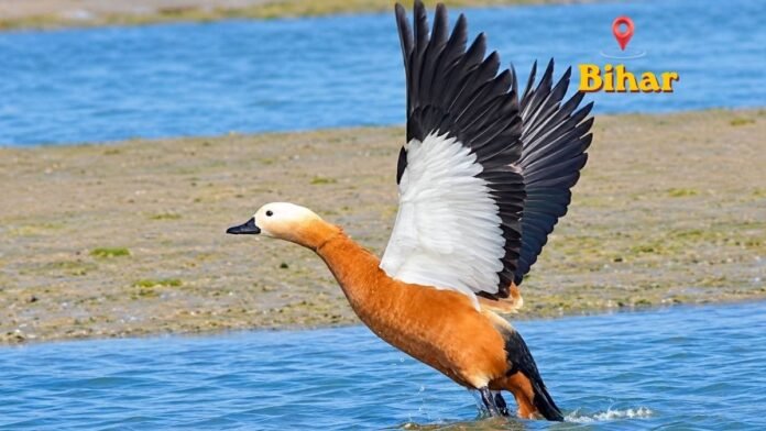 Bhagalpur Migratory Birds