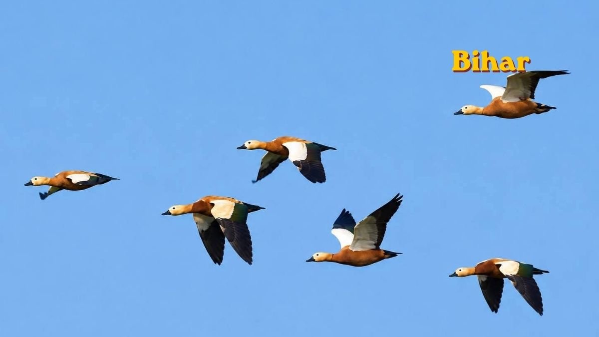 Bhagalpur Migratory Birds