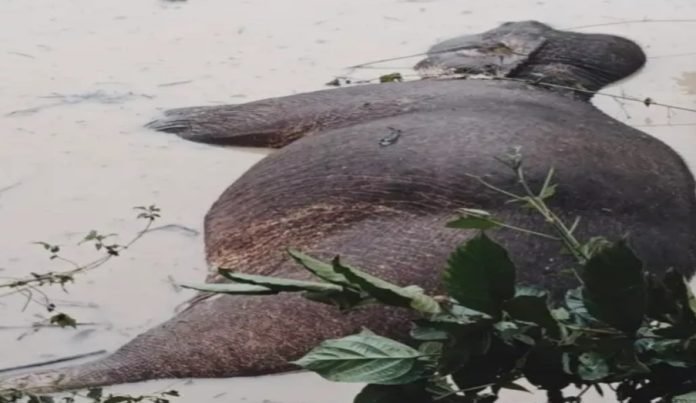 Elephant Death